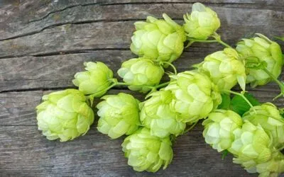 Birra Agricola, serve più luppolo italiano per reggere la produzione