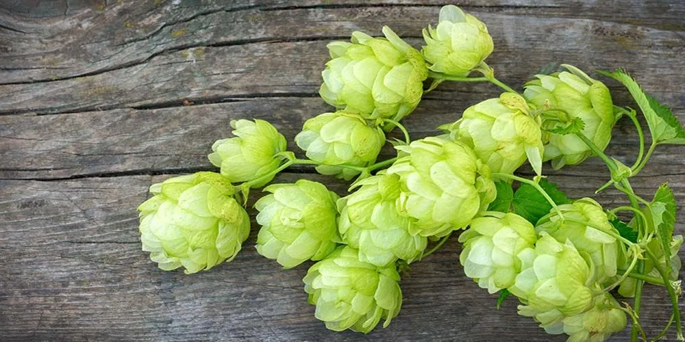 Birra Agricola, serve più luppolo italiano per reggere la produzione