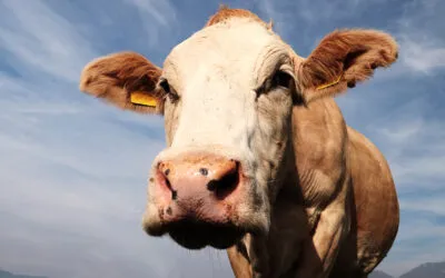 Valdegamberi: filiera della carne corta nel prossimo PSR del Veneto