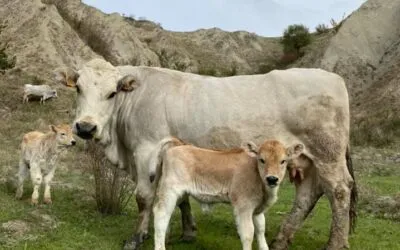 La Razza Romagnola. Tutti i segreti di una razza antica e  nobile ancora poco conosciuta.