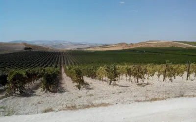 Sicilia, essere primi nel bio non basta. Nuove pratiche e packaging a chilometro zero per un modello che regga il climate change