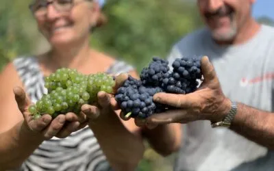 Alta Langa, iniziata la vendemmia del metodo classico piemontese