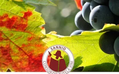 Vini del Sannio, al via il nuovo profilo qualitativo della vendemmia 2022