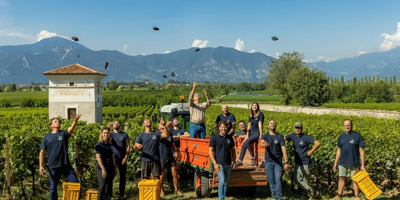 Guido Berlucchi, la vendemmia 2023 in Franciacorta è iniziata al Brolo. Ziliani: cambiamenti climatici come sfida