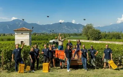 Guido Berlucchi, la vendemmia 2023 in Franciacorta è iniziata al Brolo. Ziliani: cambiamenti climatici come sfida