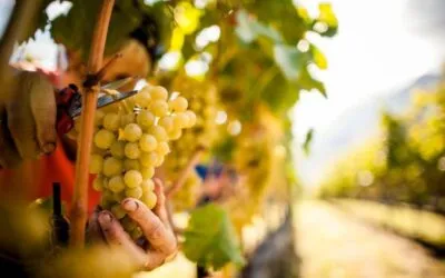 Franciacorta, al via oggi la vendemmia 2023 nel distretto del metodo classico lombardo