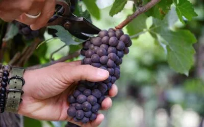 Pinot grigio delle Venezie, la DOC cresce a doppia cifra: più 14% le richieste di certificazioni ad agosto 2023