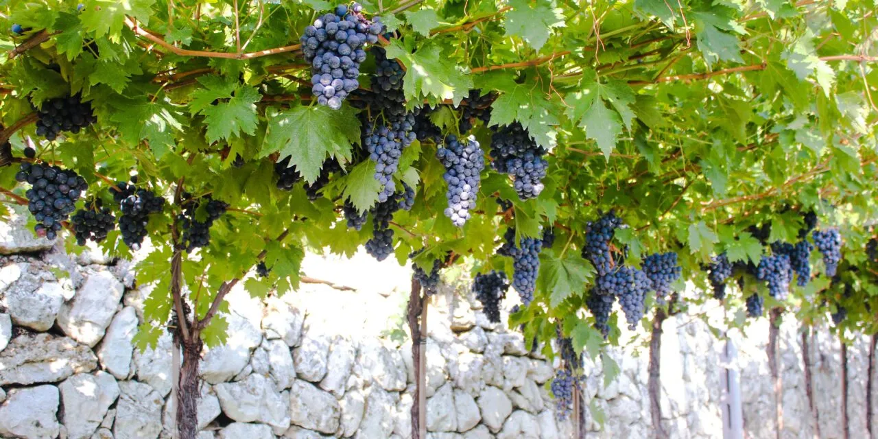 Valpolicella, vendemmia 2023 all’insegna della stabilità e della freschezza che promettono vini meno alcolici