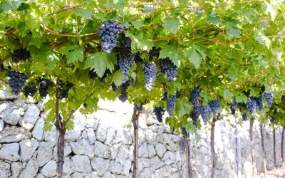 Valpolicella, vendemmia 2023 all’insegna della stabilità e della freschezza che promettono vini meno alcolici