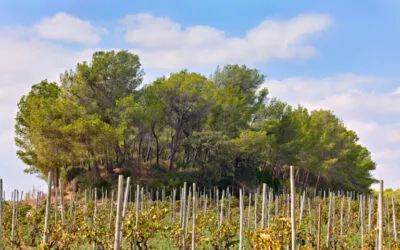 Enoteca 1999, Recaredo conferma la capacità del Penedès di produrre grandi metodo classici