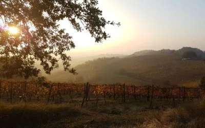 Timorasso, la riscossa del vitigno a Derthona