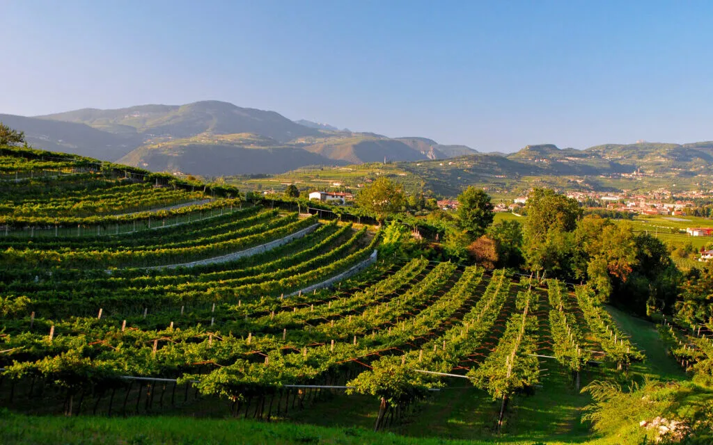 Amarone DOCG 2020, annata complessa che premia il savoir-faire della Valpolicella